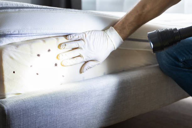 Best Flea Control Services  in Churchill, PA