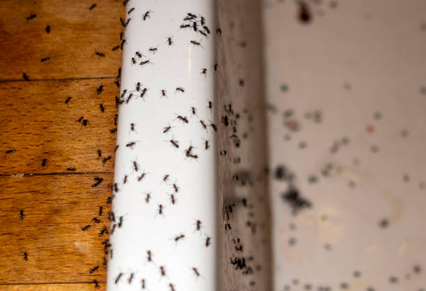 Best Mosquito Control Services  in Churchill, PA