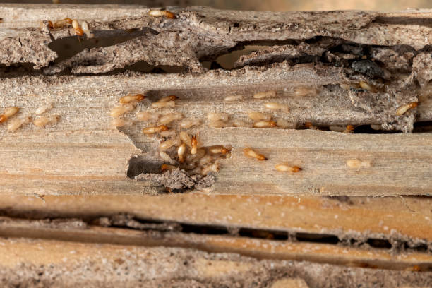 Best Residential Pest Control  in Churchill, PA